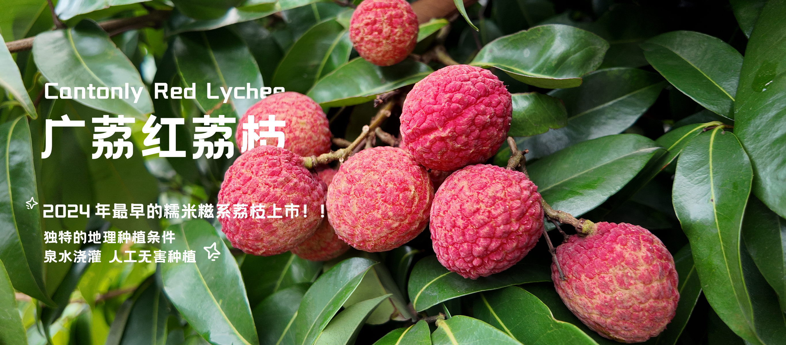 广荔红